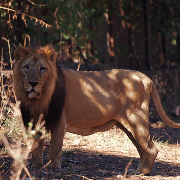 ��������:	600px-The_Asiatic_Lion.jpg
���������: 1411
��������:	75.7 ��������