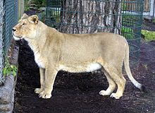 ��������:	220px-Asiatic.lioness.arp22222.jpg
���������: 1474
��������:	12.5 ��������